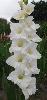 White Giant